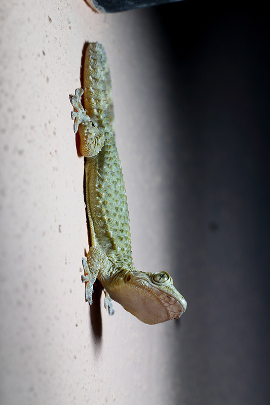 Il Geco e il lampione (Tarentola mauritanica)